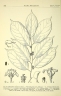 Ellipanthus tomentosus
