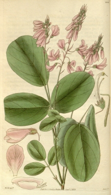 Desmodium multiflorum