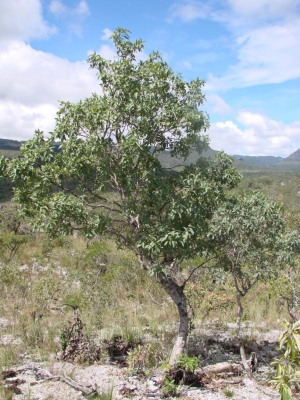 Guapira graciliflora