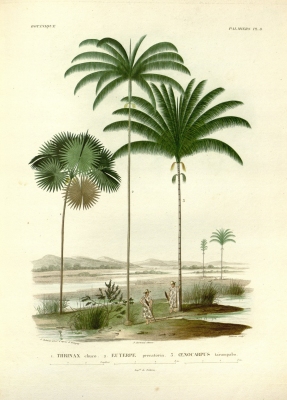 Oenocarpus distichus