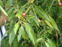 Ocotea acutifolia