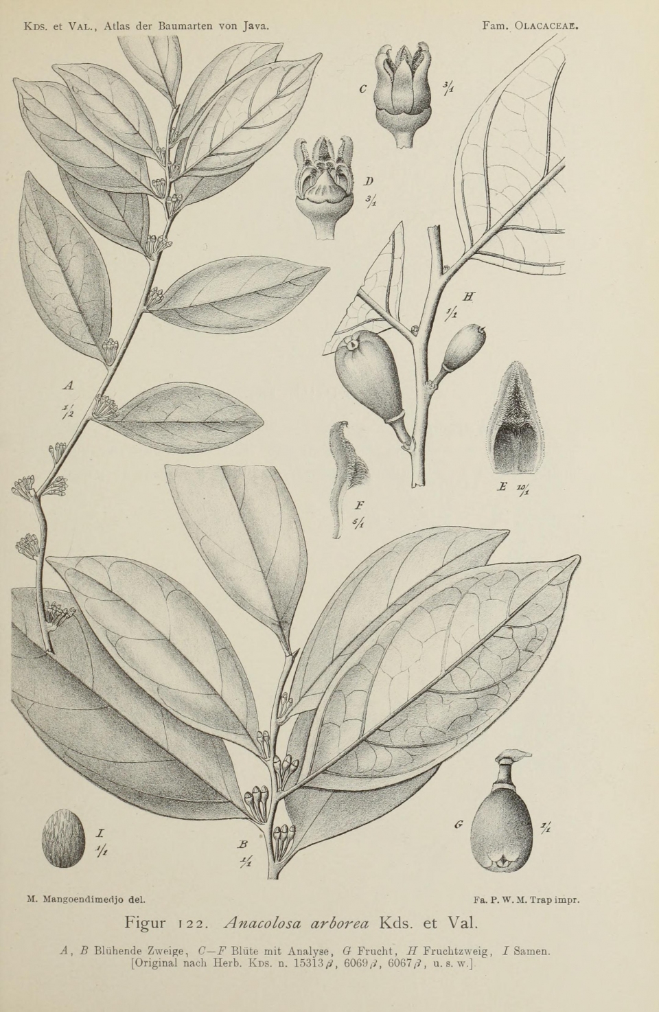 Anacolosa frutescens