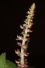 Plectranthus monostachyus