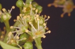 Ganophyllum falcatum