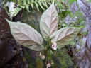 Begonia macrocarpa