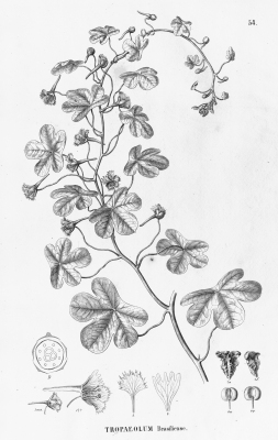 Tropaeolum brasiliense