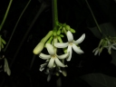 Vasconcellea cauliflora