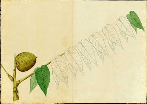 Juglans jamaicensis