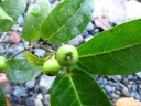 Ficus adenosperma