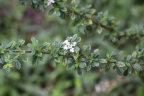 Lippia micromera