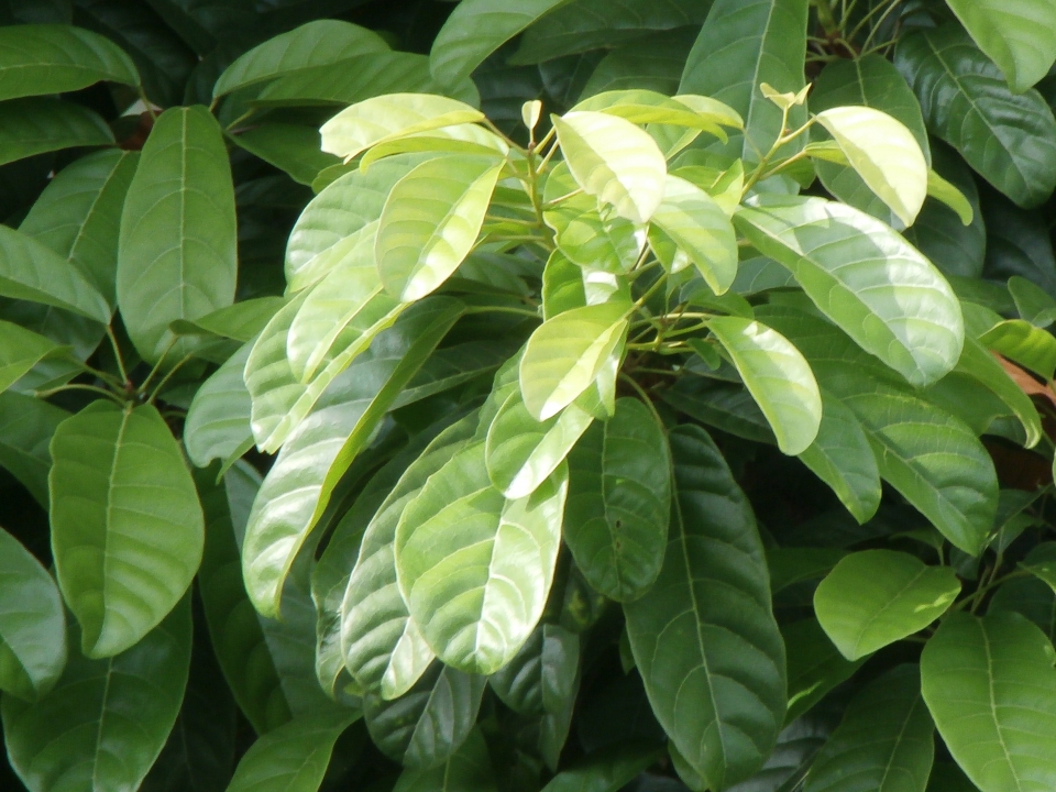 Sterculia oblongata