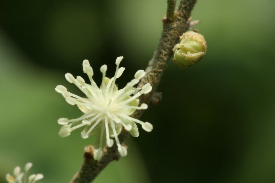 Croton xalapensis