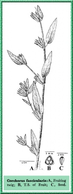 Corchorus fascicularis