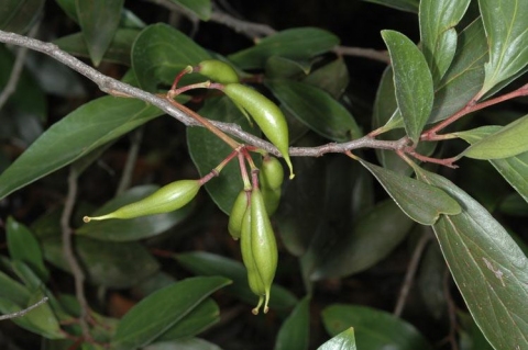 Stenocarpus salignus