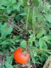 Solanum pectinatum