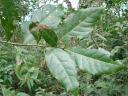 Nectandra cissiflora