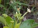 Guettarda viburnoides