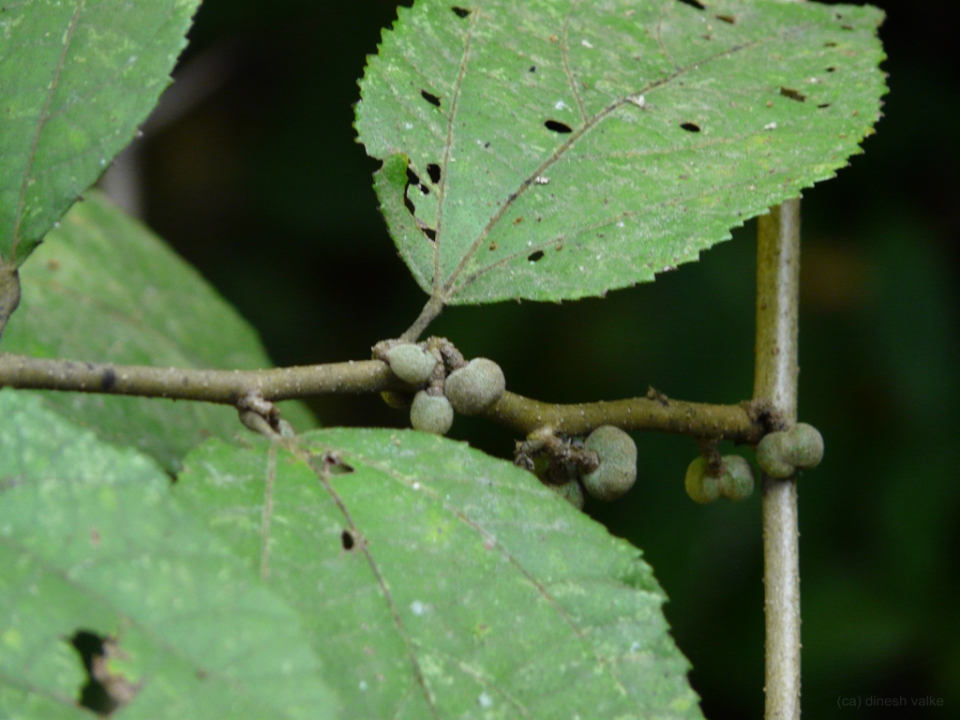 Grewia abutilifolia
