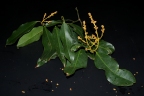 Xanthophyllum vitellinum