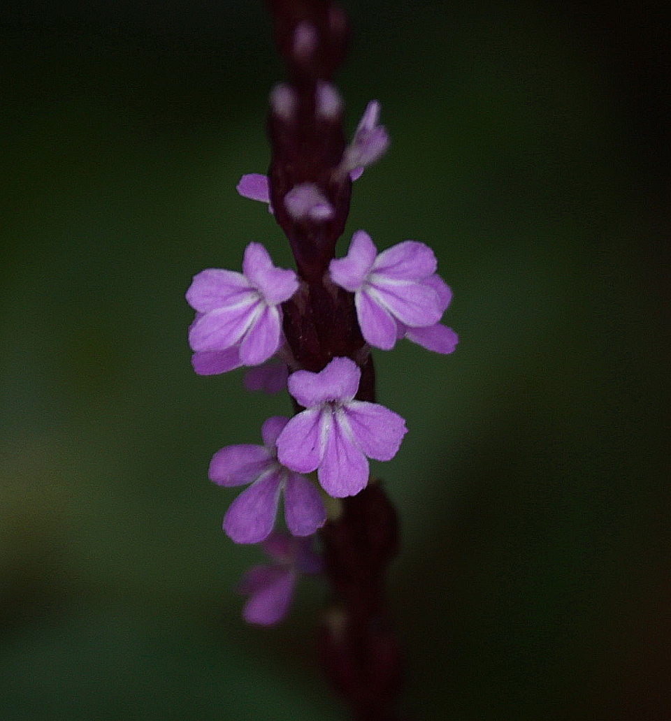 Striga gesnerioides