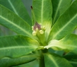 Euphorbia antso