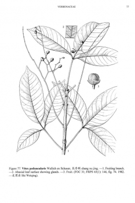 Vitex peduncularis