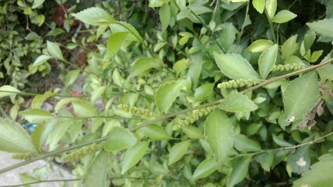 Acalypha siamensis