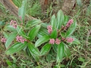 Miconia ciliata