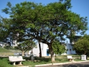 Jacaranda cuspidifolia