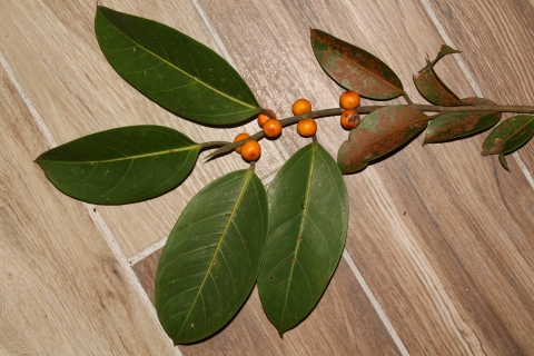 Ficus consociata