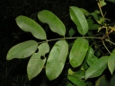 Ormosia paraensis