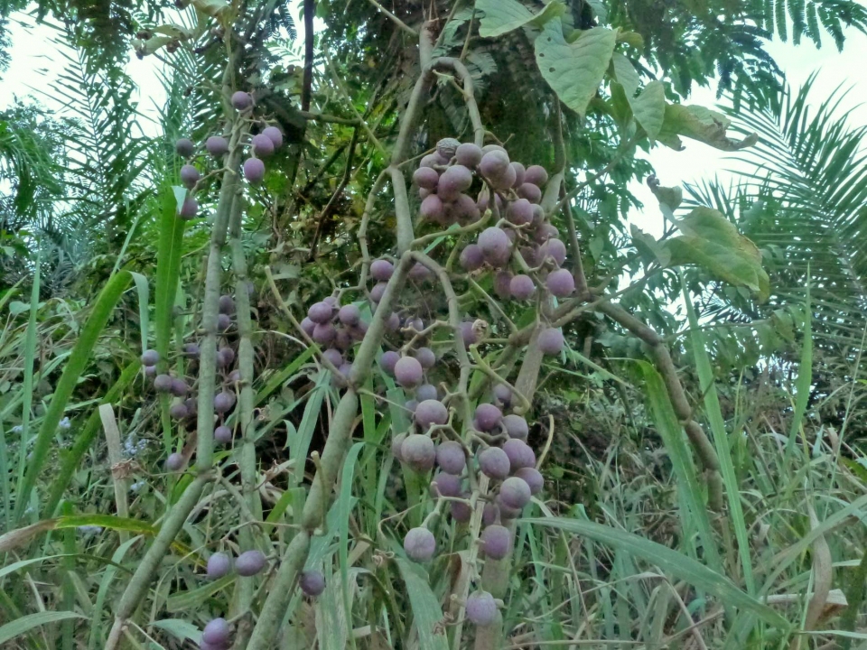 Cissus aralioides