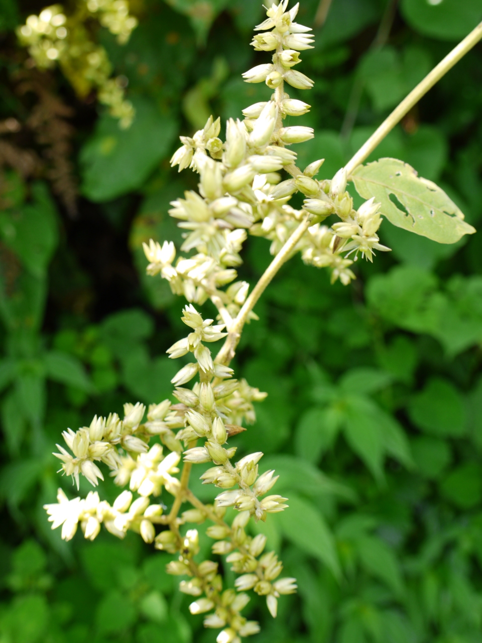 Sericostachys scandens