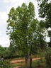 Elaeocarpus floribundus
