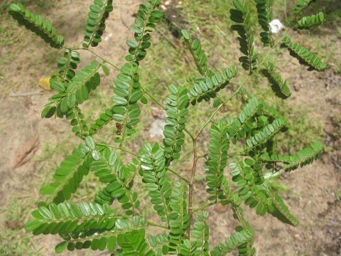 Dalbergia monticola
