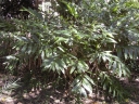 Alpinia caerulea