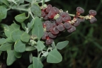 Rhagodia spinescens