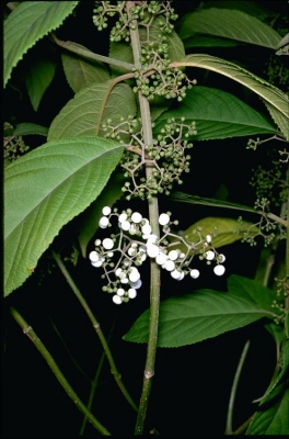 Callicarpa longifolia