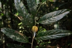 Hydnocarpus kurzii