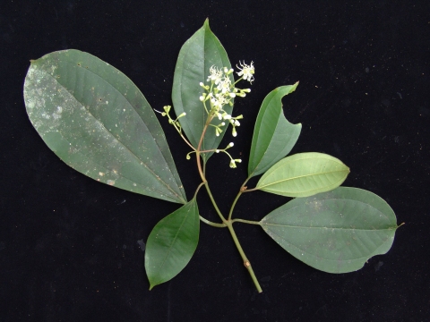 Miconia hondurensis