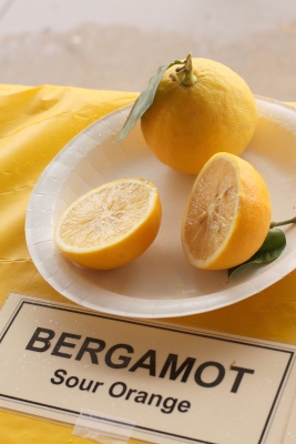 Citrus bergamia