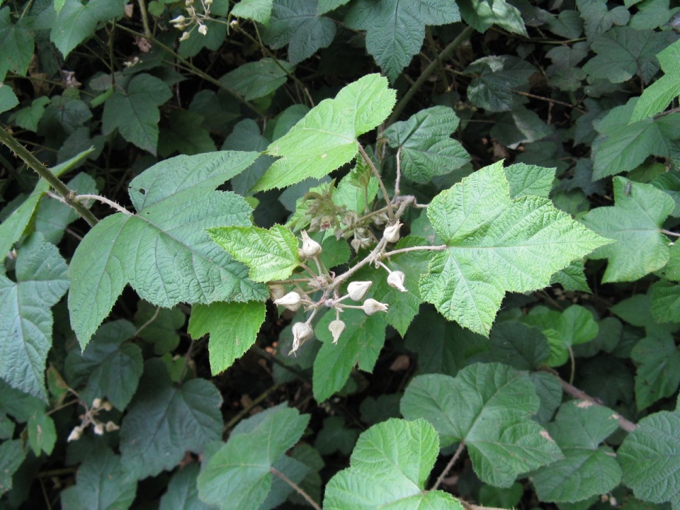 Rubus moluccanus
