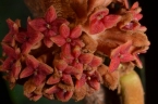 Pycnanthus angolensis