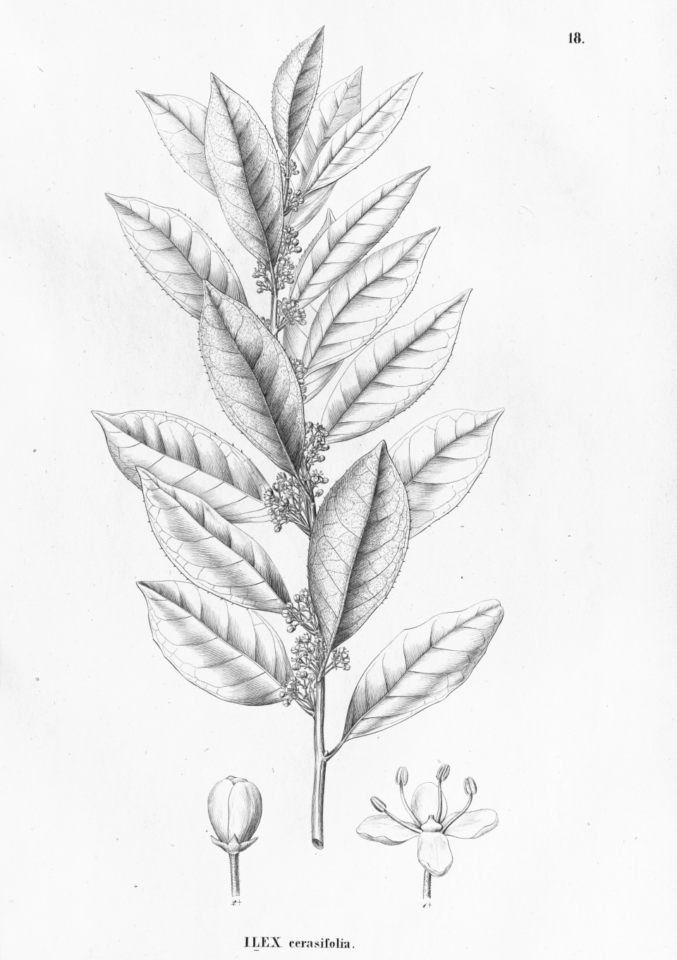 Ilex cerasifolia