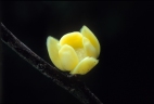 Sageraea elliptica