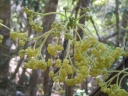 Gyrocarpus americanus