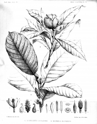 Magnolia balansae