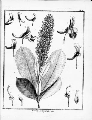 Vochysia guianensis