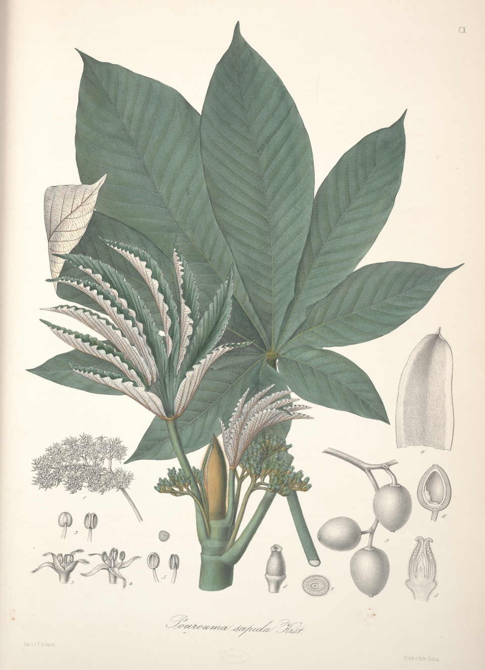 Pourouma cecropiifolia