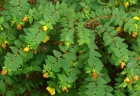 Hypericum uralum